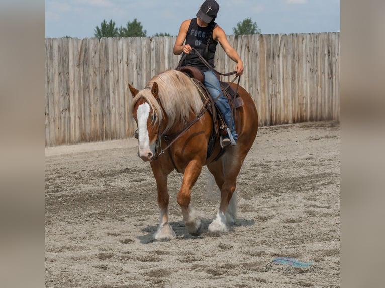 caballo de tiro Mestizo Caballo castrado 6 años 163 cm Alazán-tostado in Hamilton