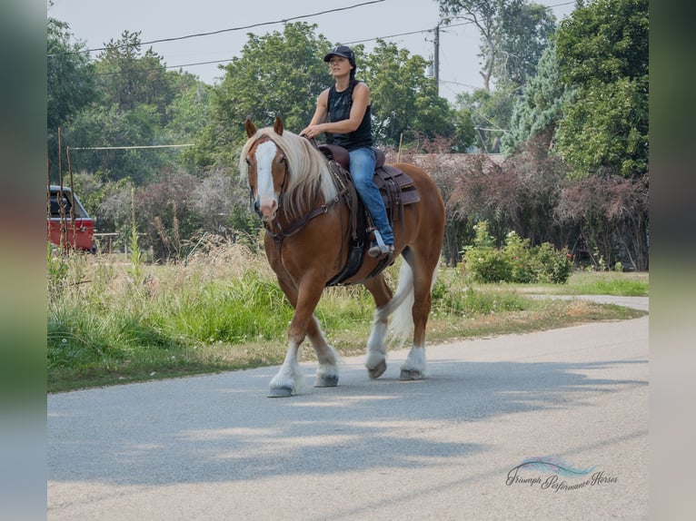 caballo de tiro Mestizo Caballo castrado 6 años 163 cm Alazán-tostado in Hamilton