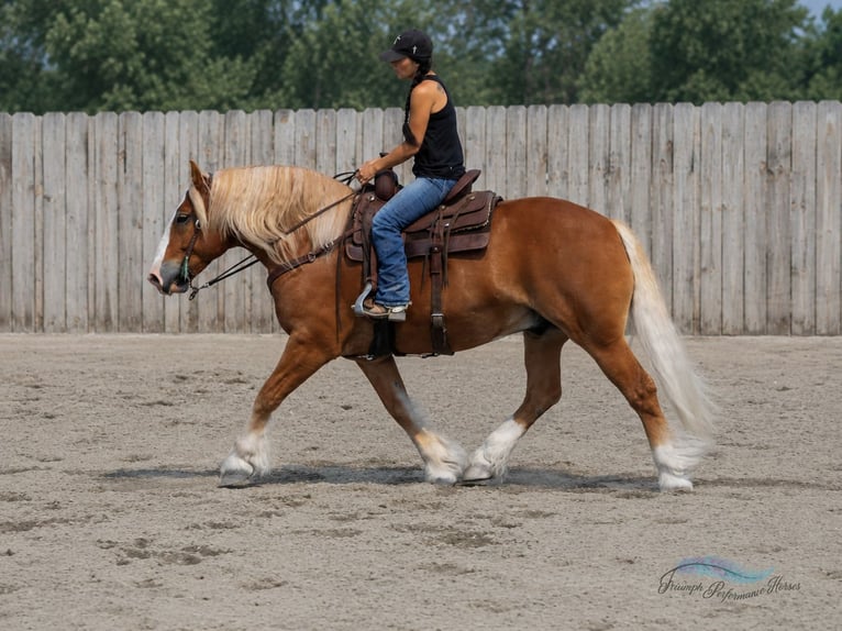 caballo de tiro Mestizo Caballo castrado 6 años 163 cm Alazán-tostado in Hamilton
