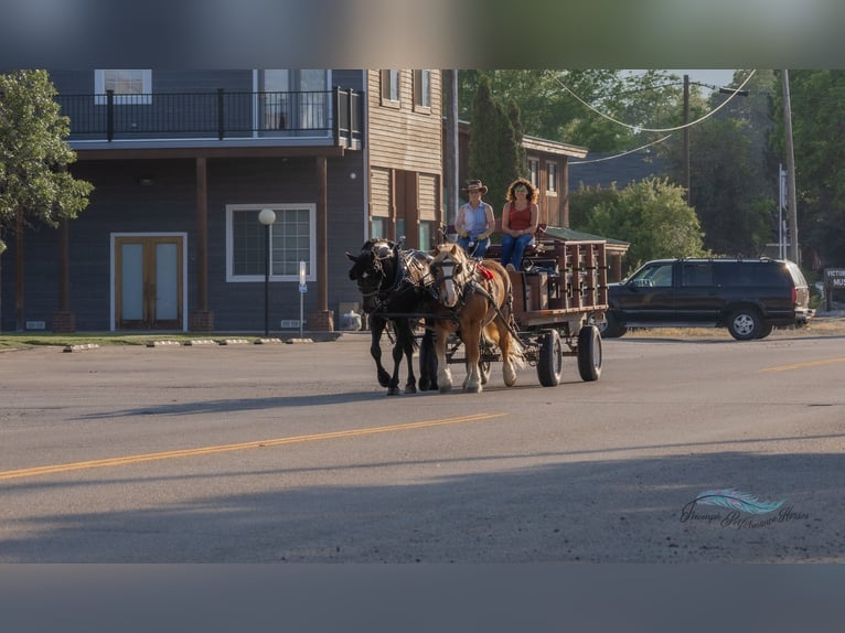 caballo de tiro Mestizo Caballo castrado 6 años 163 cm Alazán-tostado in Hamilton