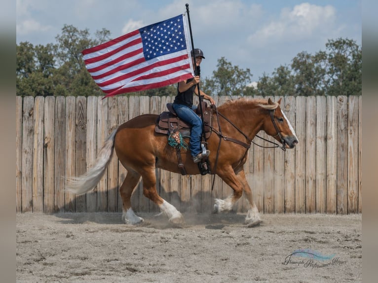 caballo de tiro Mestizo Caballo castrado 6 años 163 cm Alazán-tostado in Hamilton