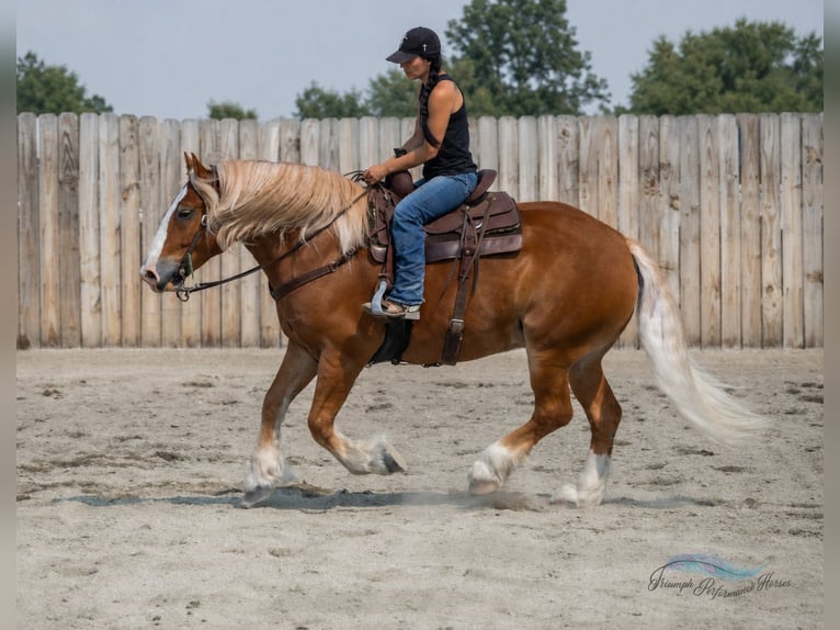 caballo de tiro Mestizo Caballo castrado 6 años 163 cm Alazán-tostado in Hamilton