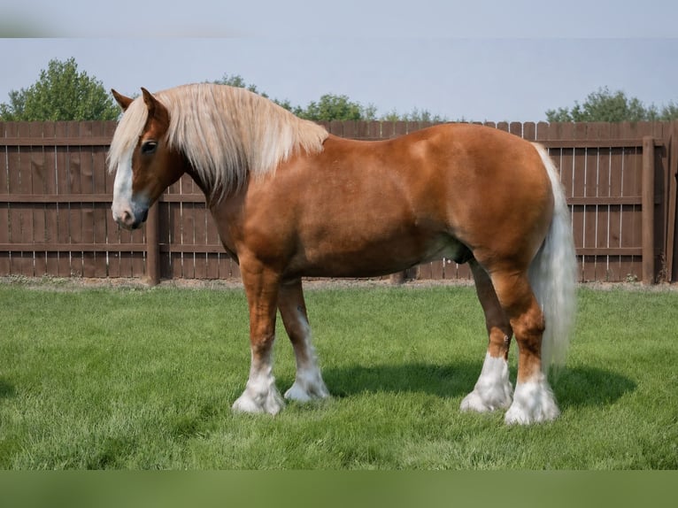 caballo de tiro Mestizo Caballo castrado 6 años 163 cm Alazán-tostado in Hamilton