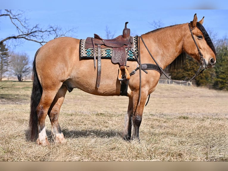 caballo de tiro Mestizo Caballo castrado 6 años 163 cm Bayo in Thurmont, MD