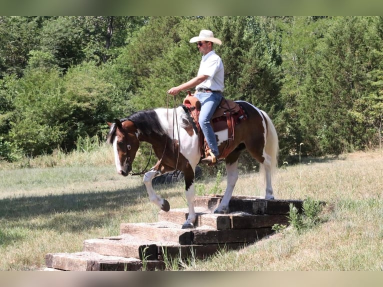 caballo de tiro Mestizo Caballo castrado 6 años 163 cm in Mt Vernon, MO