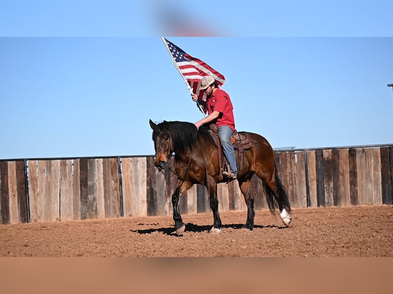 caballo de tiro Mestizo Caballo castrado 6 años 163 cm Castaño rojizo in Waco