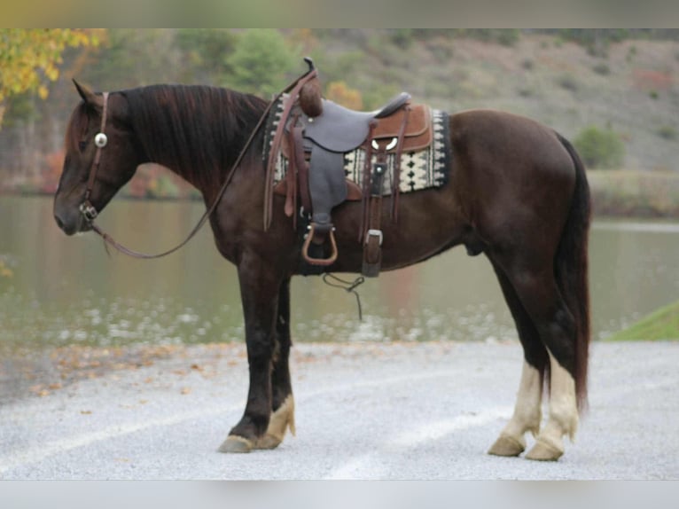 caballo de tiro Mestizo Caballo castrado 6 años 163 cm Castaño rojizo in Beaver Springs