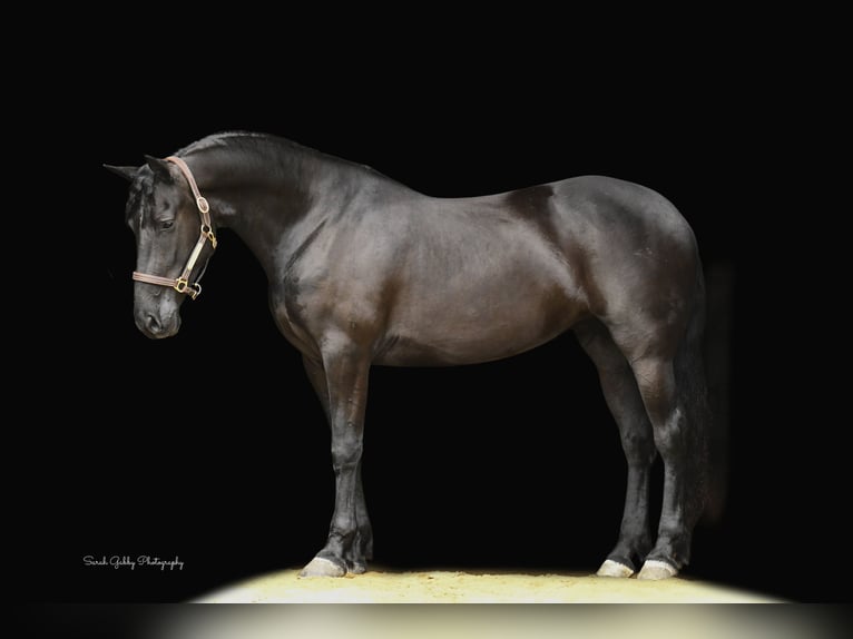 caballo de tiro Caballo castrado 6 años 163 cm Negro in INDEPENDENCE, IA