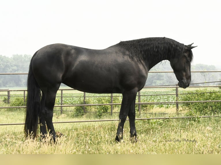 caballo de tiro Caballo castrado 6 años 163 cm Negro in INDEPENDENCE, IA