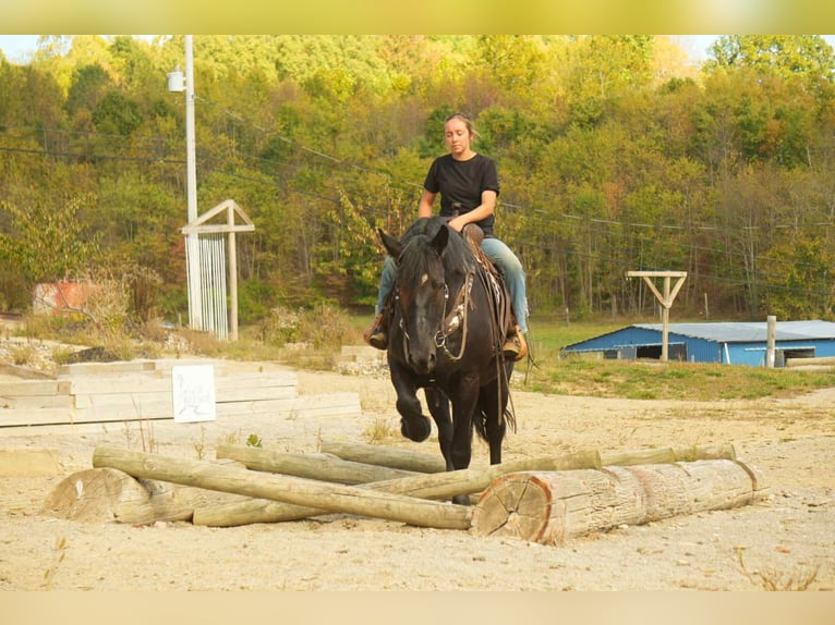 caballo de tiro Mestizo Caballo castrado 6 años 163 cm Negro in Fresno