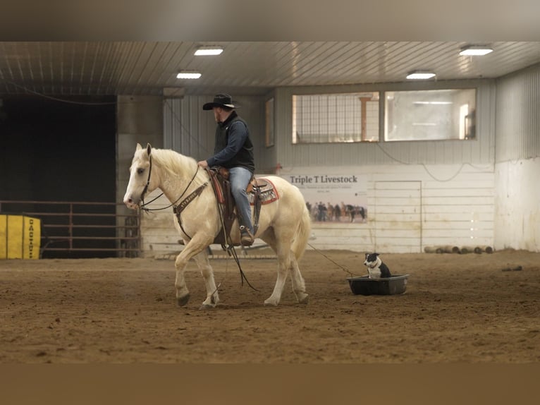 caballo de tiro Mestizo Caballo castrado 6 años 163 cm Palomino in Nevis