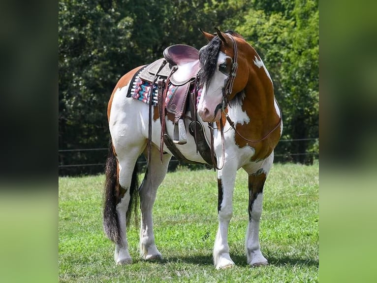 caballo de tiro Mestizo Caballo castrado 6 años 163 cm in Buffalo, MO