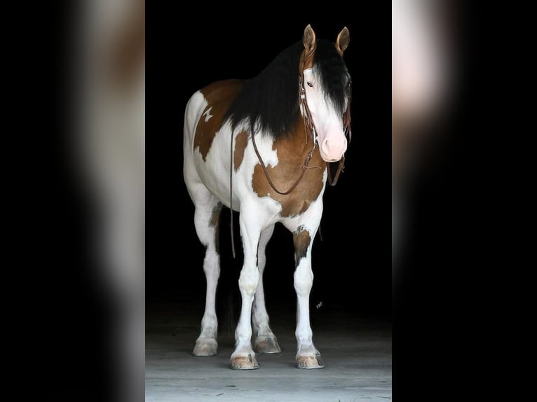 caballo de tiro Mestizo Caballo castrado 6 años 163 cm in Buffalo, MO