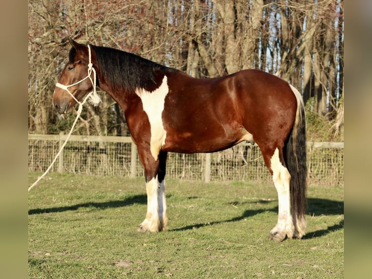 caballo de tiro Mestizo Caballo castrado 6 años 163 cm in Tabernacle, NJ