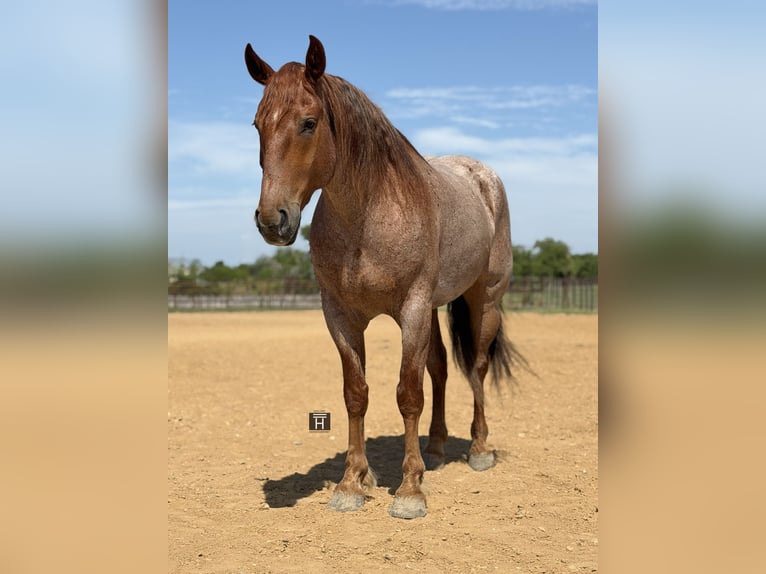 caballo de tiro Mestizo Caballo castrado 6 años 163 cm Ruano alazán in Weatherford