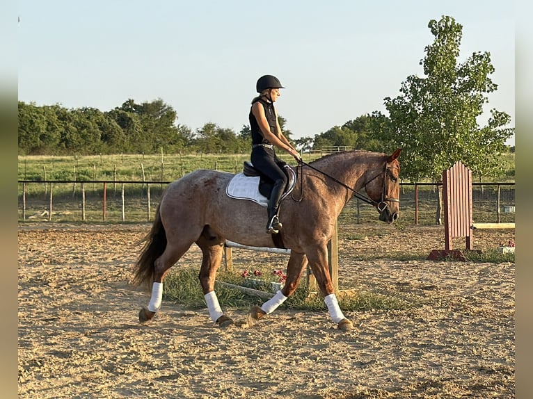 caballo de tiro Mestizo Caballo castrado 6 años 163 cm Ruano alazán in Weatherford
