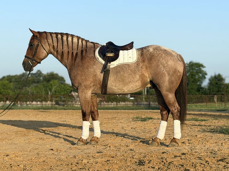 caballo de tiro Mestizo Caballo castrado 6 años 163 cm Ruano alazán in Weatherford