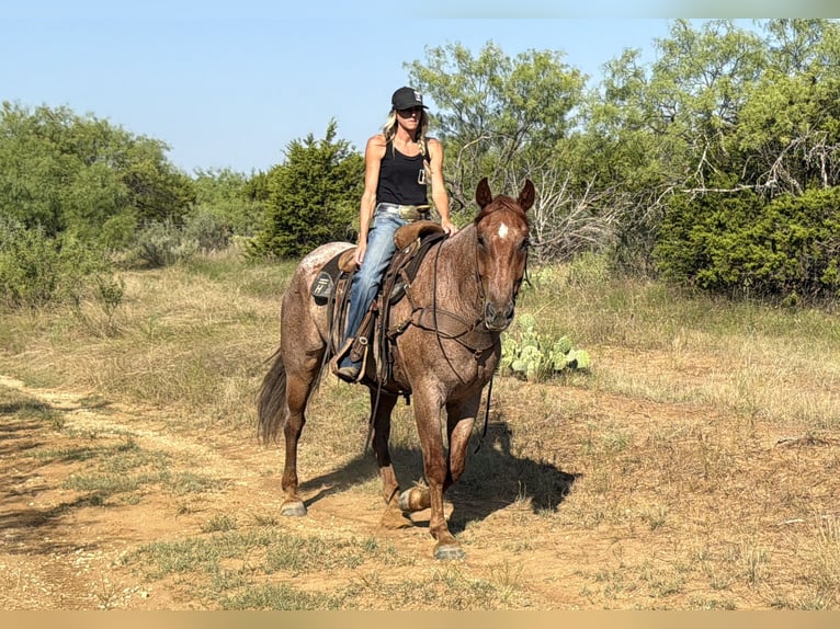 caballo de tiro Mestizo Caballo castrado 6 años 163 cm Ruano alazán in Weatherford
