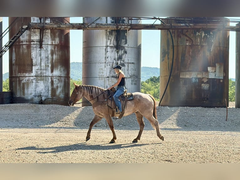 caballo de tiro Mestizo Caballo castrado 6 años 163 cm Ruano alazán in Weatherford