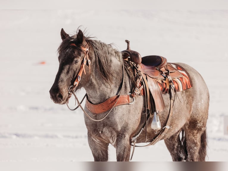 caballo de tiro Mestizo Caballo castrado 6 años 163 cm Ruano azulado in Andover