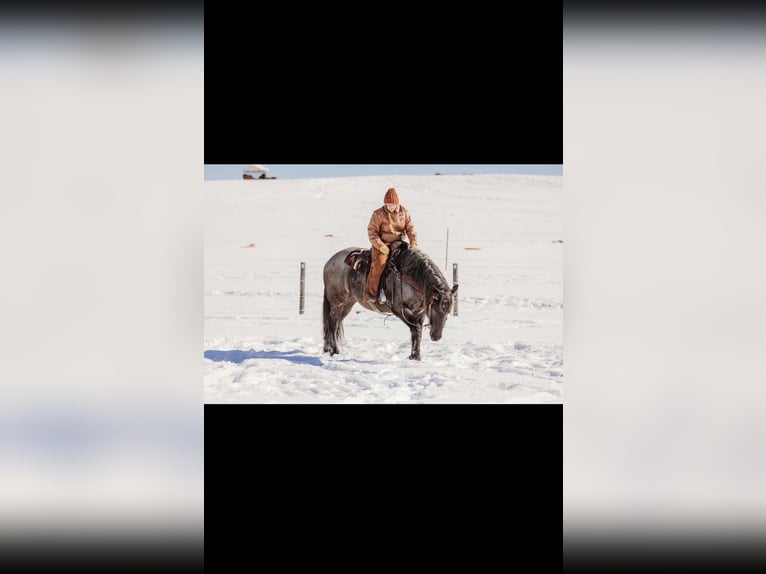 caballo de tiro Mestizo Caballo castrado 6 años 163 cm Ruano azulado in Andover