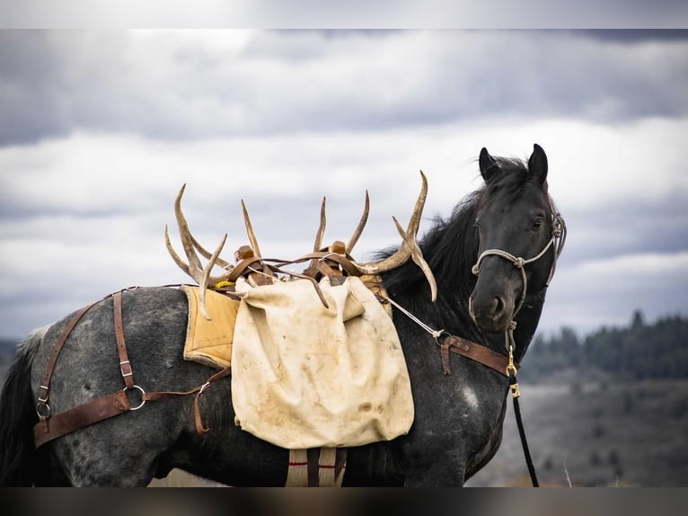 caballo de tiro Mestizo Caballo castrado 6 años 163 cm Ruano azulado in Saint Anthony, ID