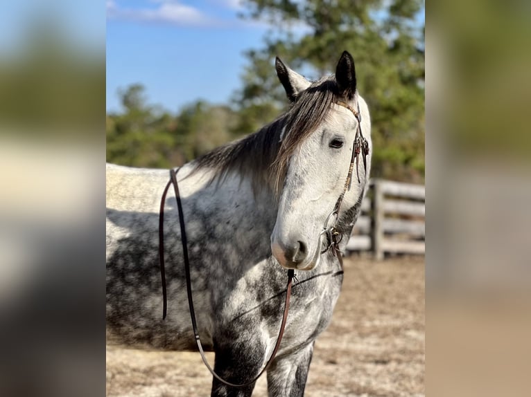 caballo de tiro Mestizo Caballo castrado 6 años 163 cm Tordo in Sweet Springs