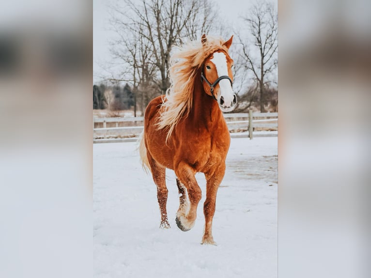 caballo de tiro Caballo castrado 6 años 165 cm Alazán-tostado in Howell MI