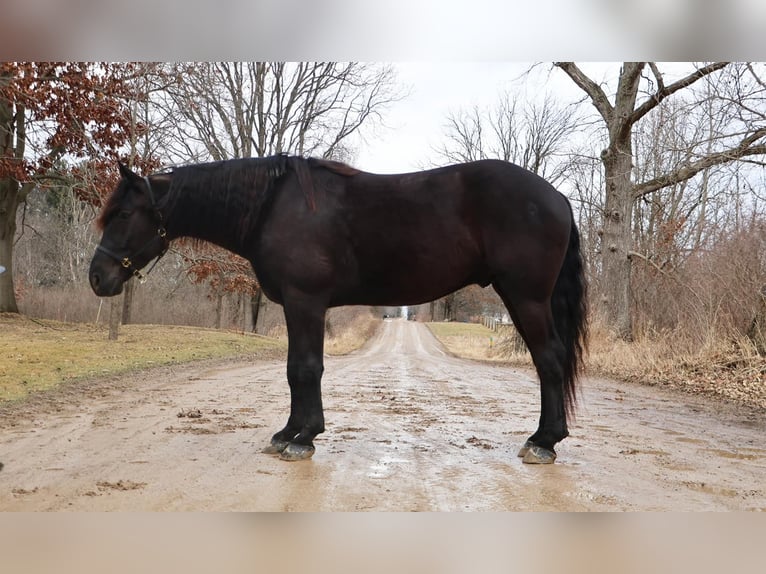 caballo de tiro Caballo castrado 6 años 165 cm Negro in Howell, MI