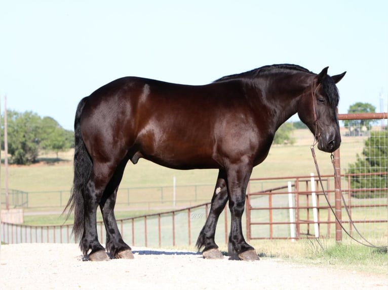 caballo de tiro Caballo castrado 6 años 165 cm Negro in Joshua TX