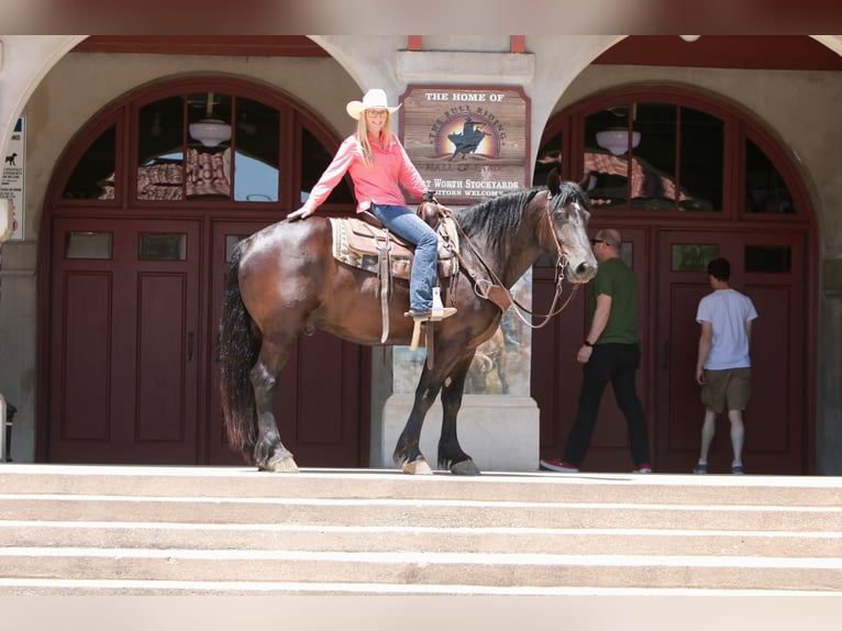 caballo de tiro Caballo castrado 6 años 165 cm Negro in Joshua TX