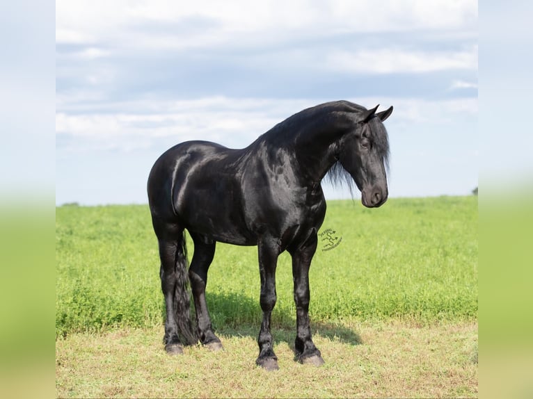 caballo de tiro Caballo castrado 6 años 165 cm Negro in FAIRBANK, IA