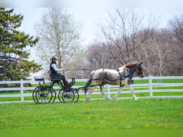 caballo de tiro Caballo castrado 6 años 165 cm Ruano alazán in Independence IA