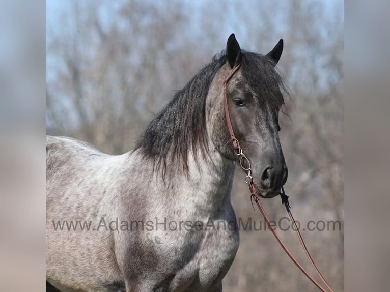 caballo de tiro Caballo castrado 6 años 165 cm Ruano azulado in Mount Vernon