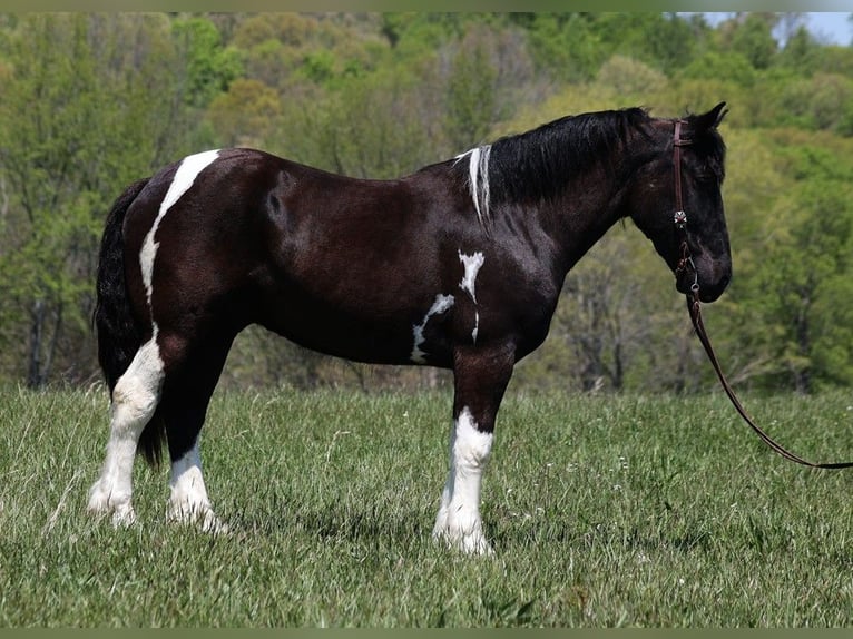 caballo de tiro Caballo castrado 6 años 165 cm Tobiano-todas las-capas in Somerset KY