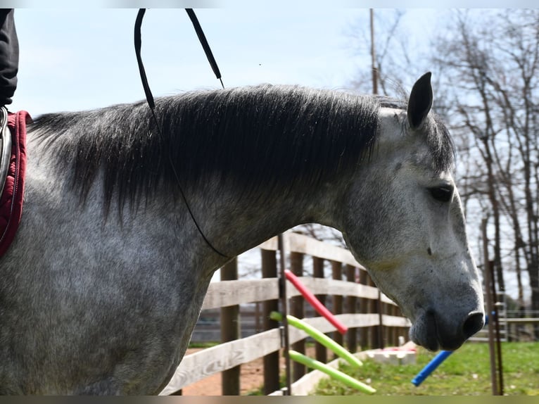 caballo de tiro Mestizo Caballo castrado 6 años 165 cm Tordo in Strasburg, OH