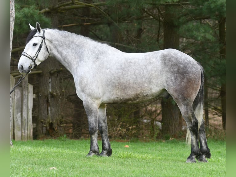 caballo de tiro Mestizo Caballo castrado 6 años 165 cm Tordo in Strasburg, OH