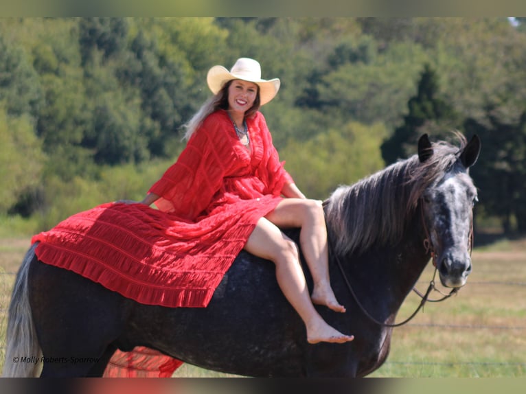 caballo de tiro Mestizo Caballo castrado 6 años 165 cm Tordo in Baxter Springs, KS