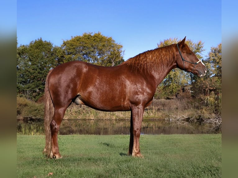 caballo de tiro Mestizo Caballo castrado 6 años 168 cm Alazán-tostado in Howell