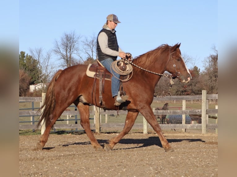 caballo de tiro Mestizo Caballo castrado 6 años 168 cm Alazán-tostado in Howell