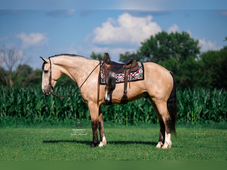 caballo de tiro Mestizo Caballo castrado 6 años 168 cm Buckskin/Bayo in Fairbank