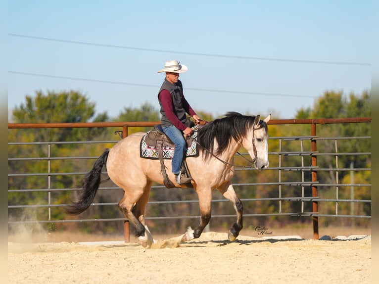 caballo de tiro Mestizo Caballo castrado 6 años 168 cm Buckskin/Bayo in Fairbank