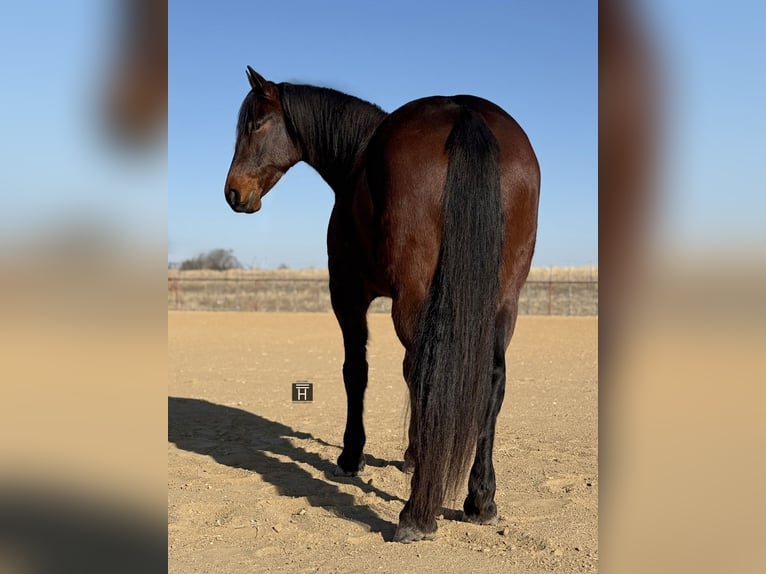 caballo de tiro Mestizo Caballo castrado 6 años 168 cm Castaño rojizo in Weatherford