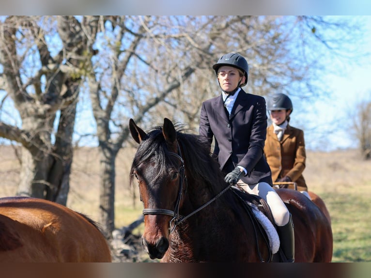 caballo de tiro Mestizo Caballo castrado 6 años 168 cm Castaño rojizo in Weatherford