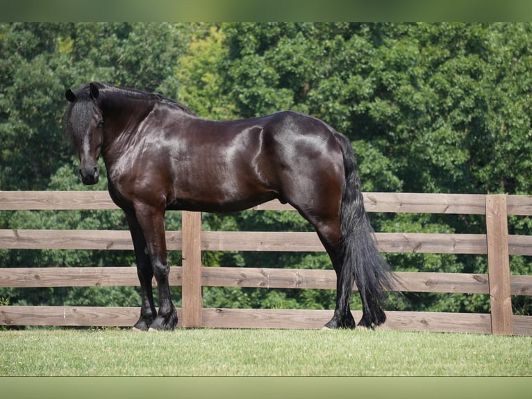 caballo de tiro Caballo castrado 6 años 168 cm Negro in Fresno, OH