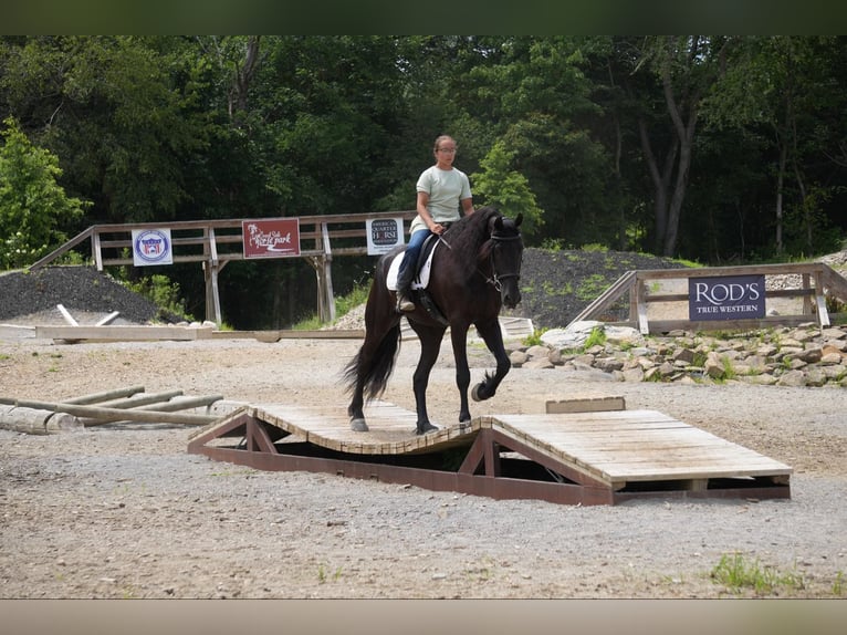 caballo de tiro Caballo castrado 6 años 168 cm Negro in Fresno, OH