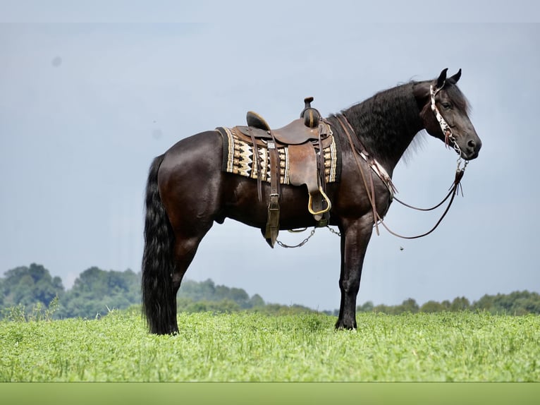 caballo de tiro Caballo castrado 6 años 168 cm Negro in Fresno, OH