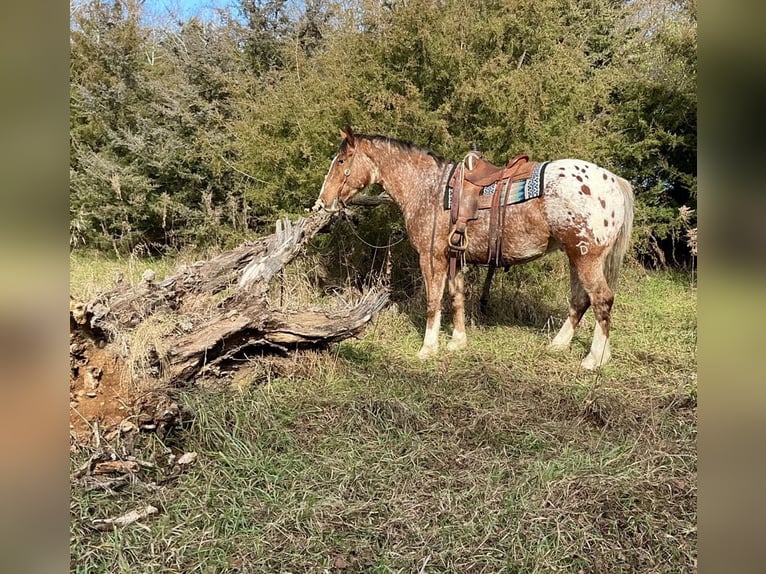 caballo de tiro Mestizo Caballo castrado 6 años 168 cm in Hastings