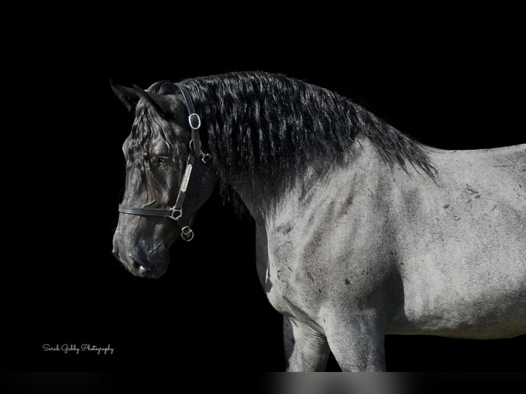 caballo de tiro Mestizo Caballo castrado 6 años 168 cm Ruano azulado in Oelwein, IA