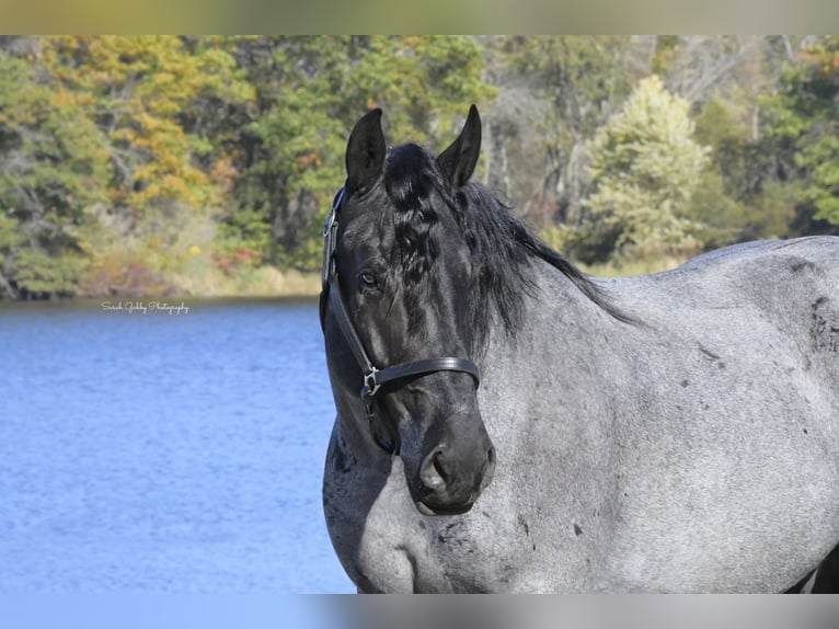 caballo de tiro Mestizo Caballo castrado 6 años 168 cm Ruano azulado in Oelwein, IA